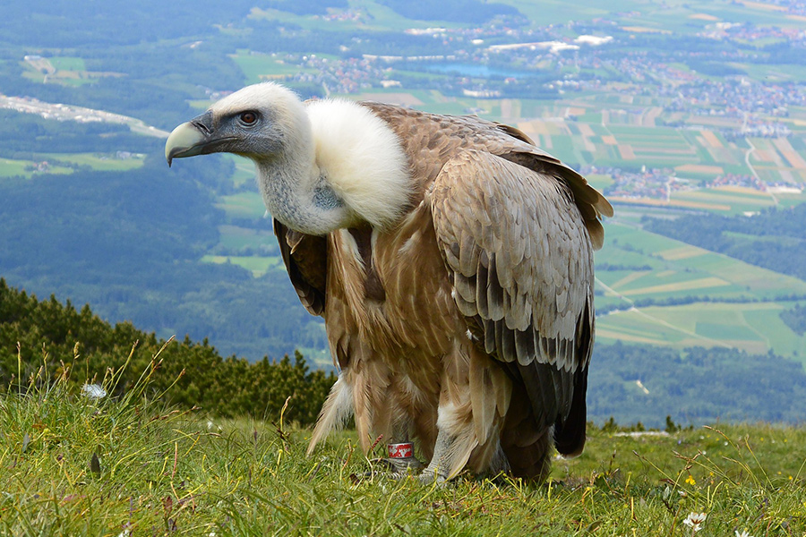 Scavengers vulture Austria