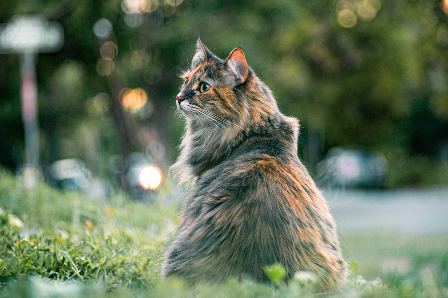 Dusk whiskers domestic cat