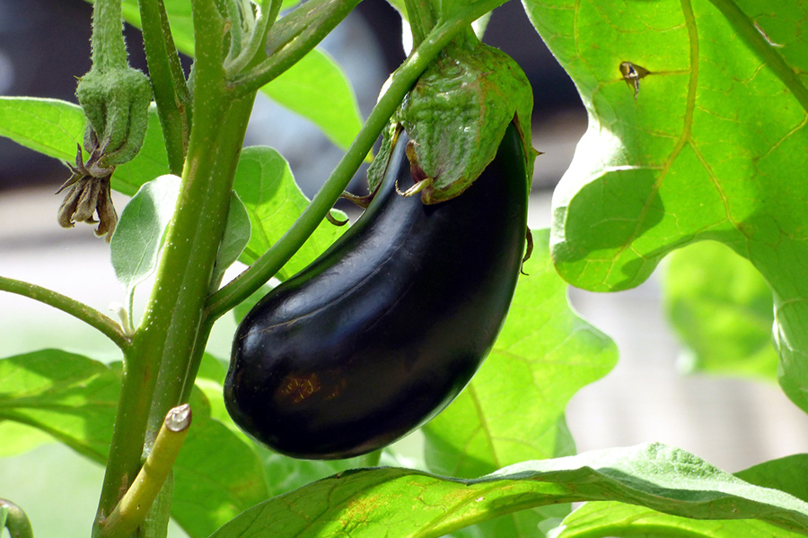 Aubergine vegetable