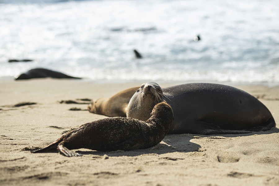 Beach seal