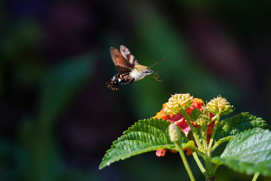 Macro butterfly insects
