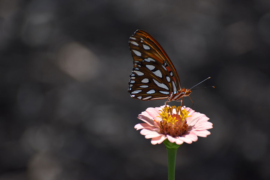 Butterfly pink flower