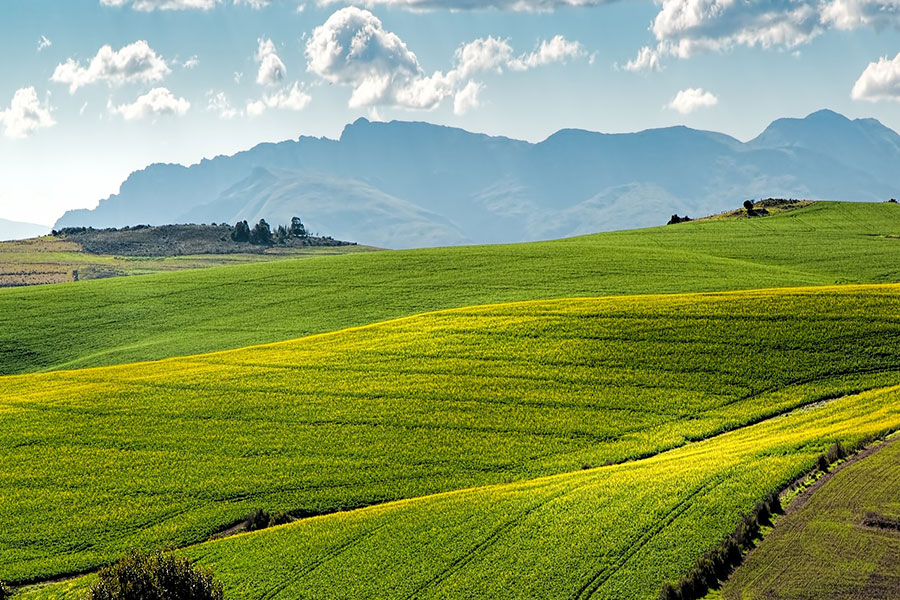 Canola fields