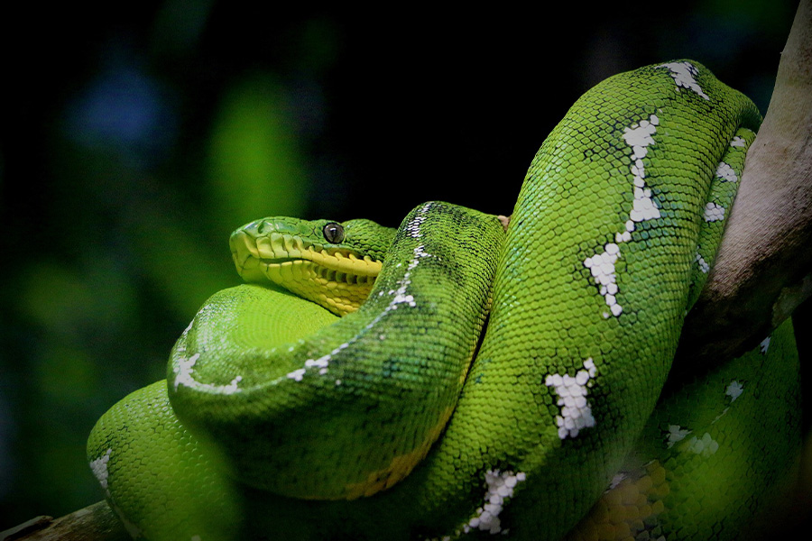 Green anaconda