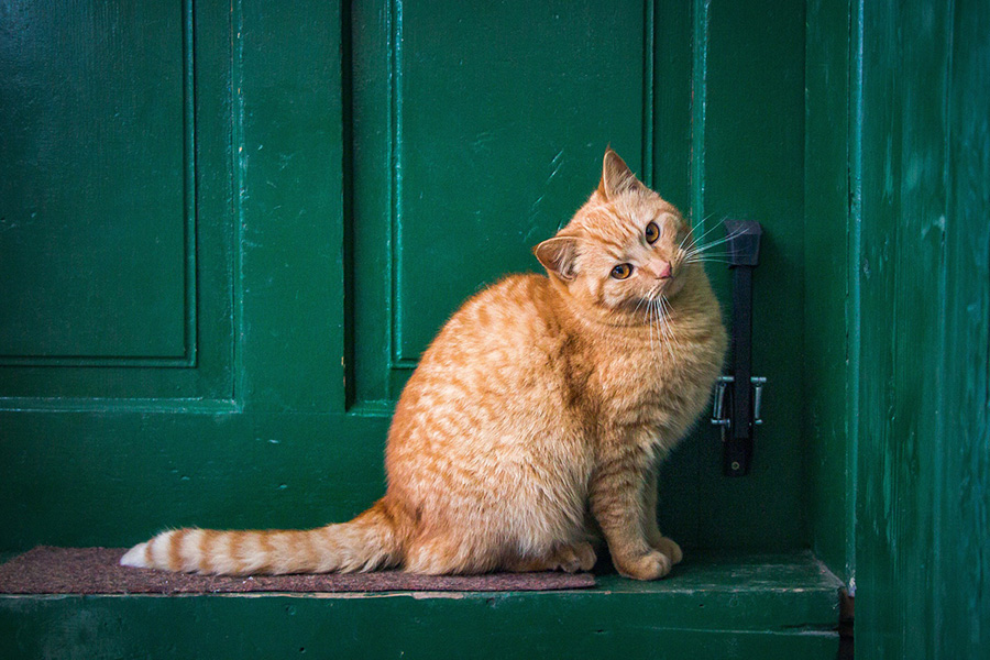 Cat outside green front door