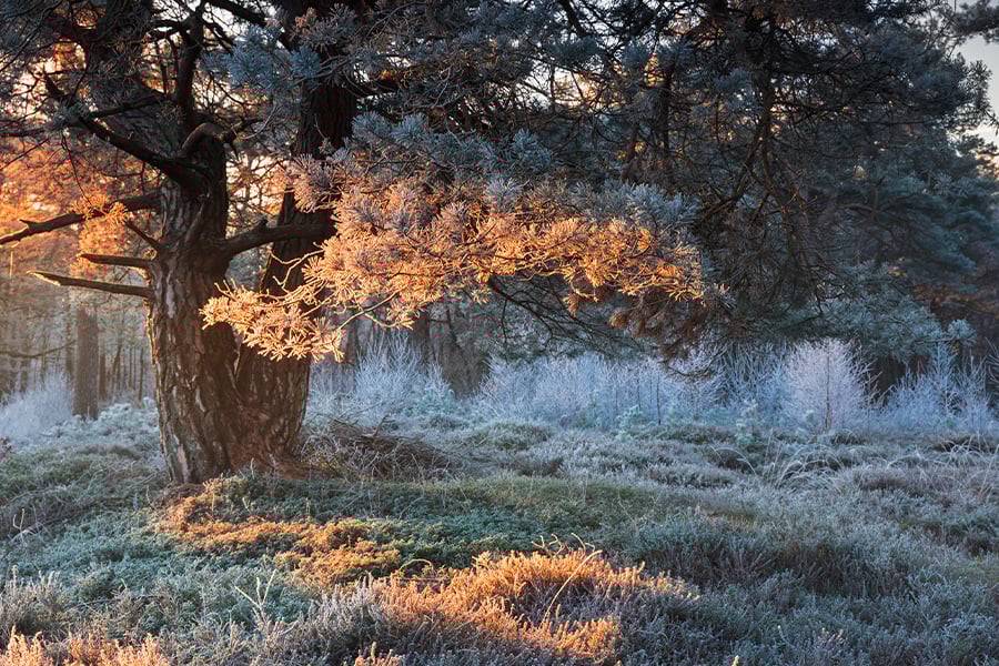 Red light sunlight on frosted pine tree winter