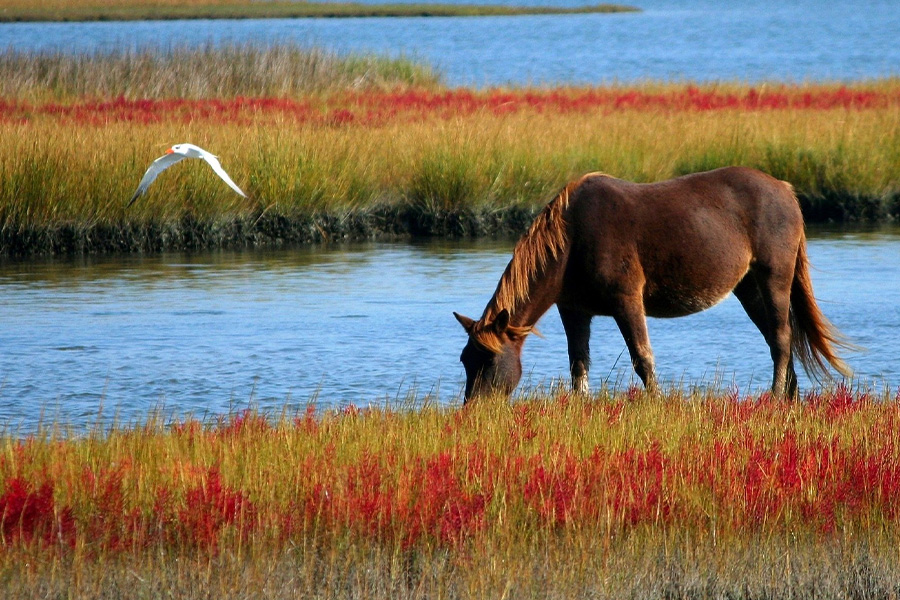 Wild horse grazing