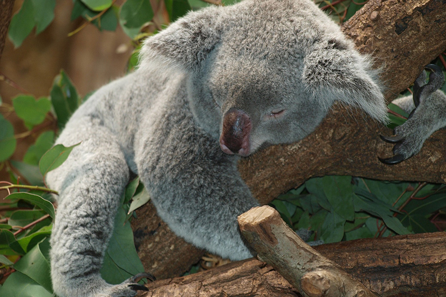 Sleeping baby koala