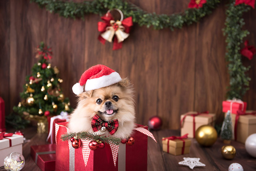 Christmas gift background for dog