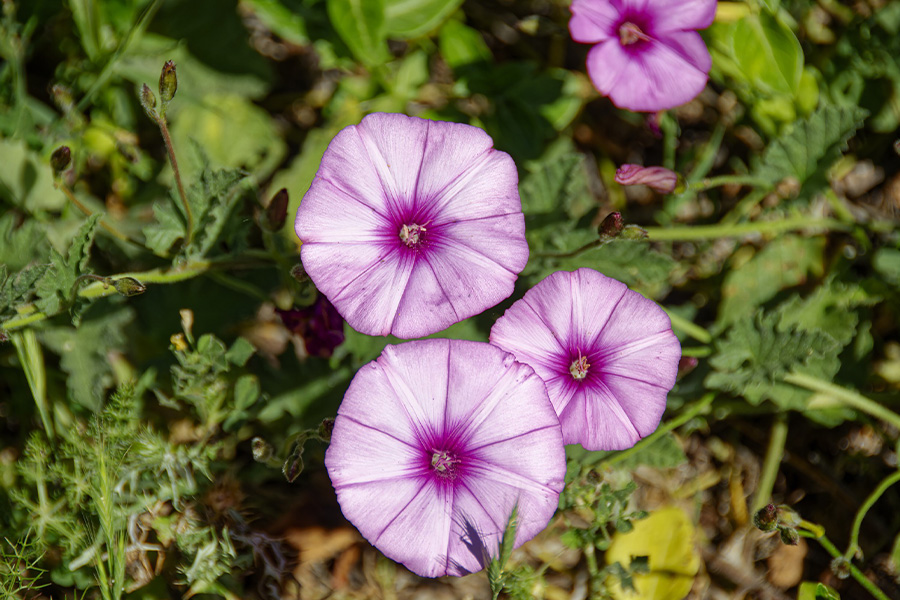 Marshmallow bindweed flowers