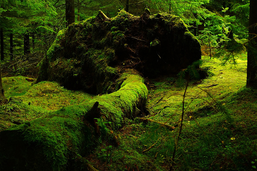 Forest mossy