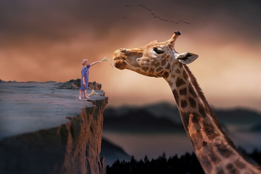 Feeding boy giraffe