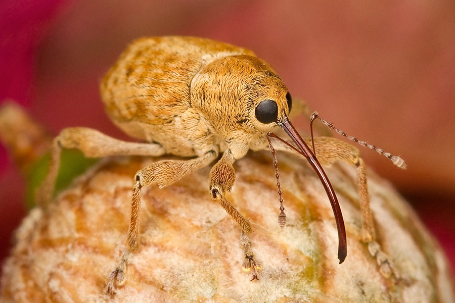 Filbert weevil insect