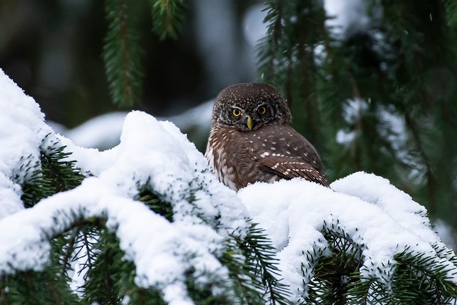 The eurasian pygmy owl in winter