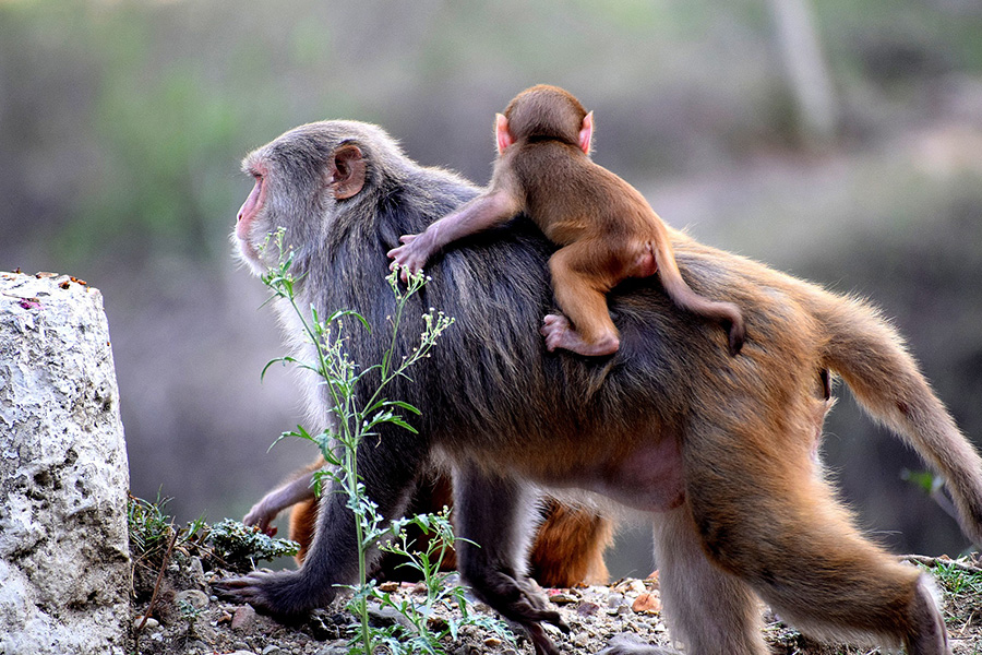 Baby monkey and mother