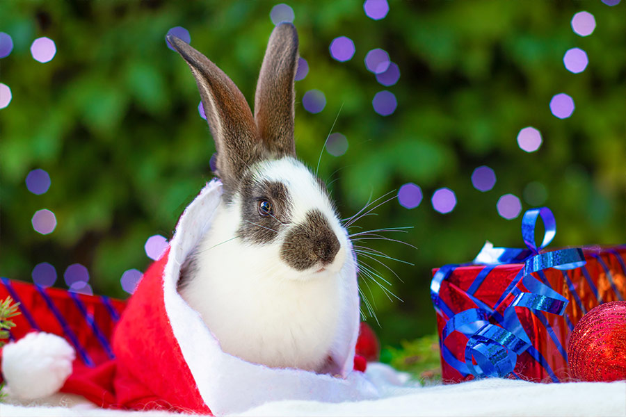 Baby rabbit in santa claus hat