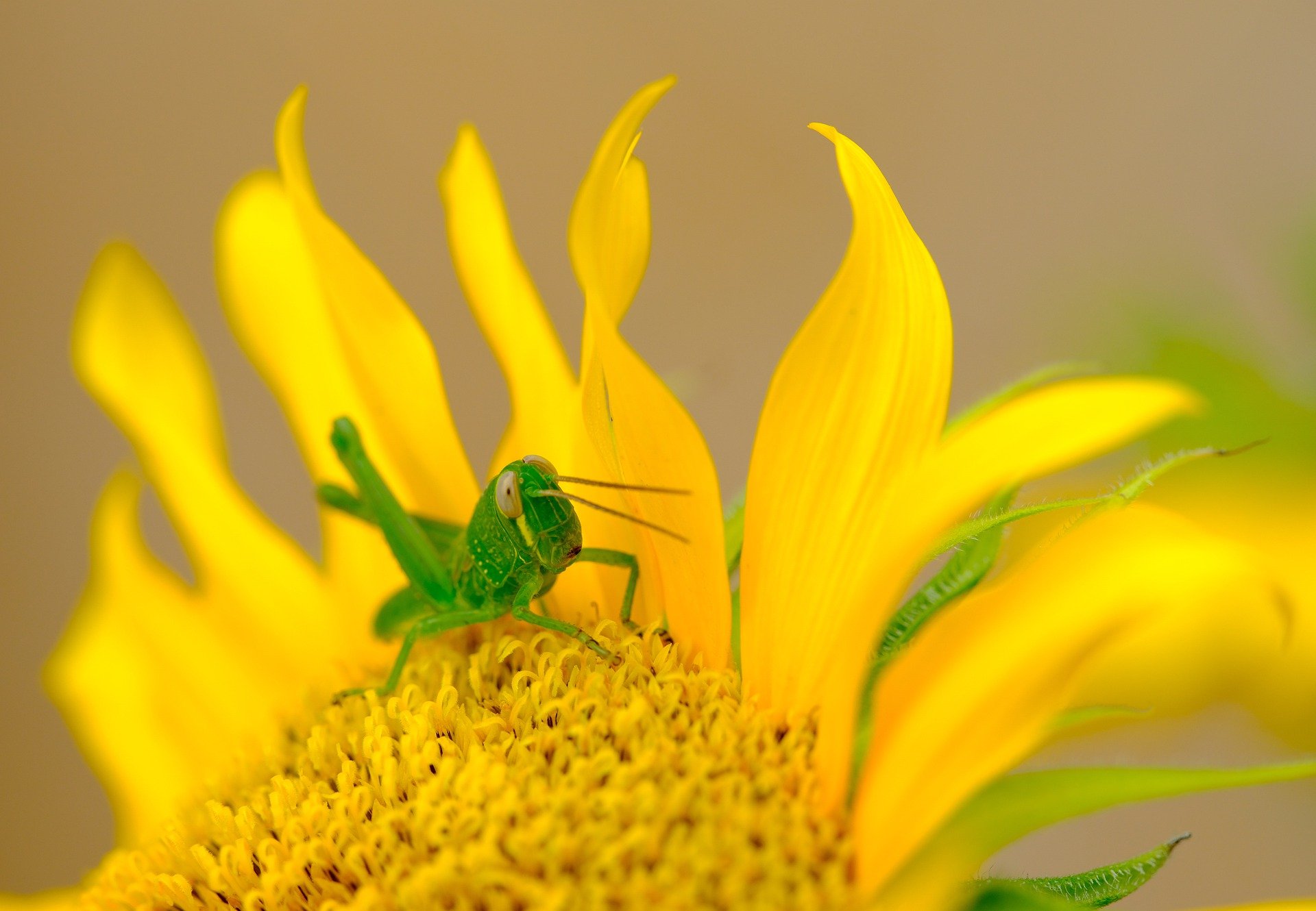 Grasshopper sunflower