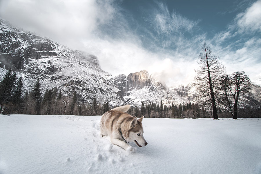 Brown white siberian husky on snow