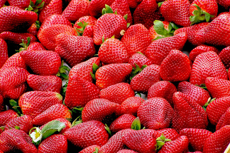 Harvest fresh strawberries