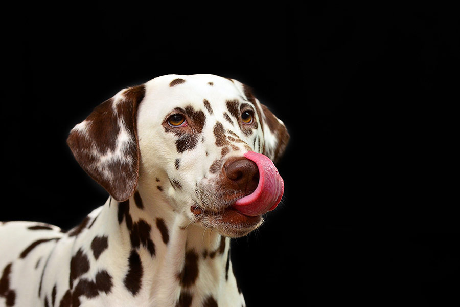 Dalmatian dog