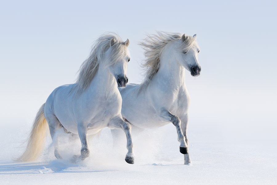 White horses in snow field