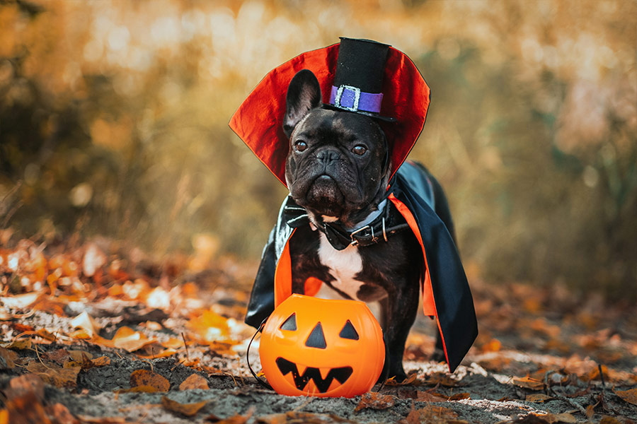 Bulldog in dracula costume