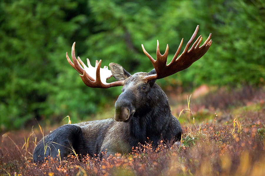 Moose bull elk