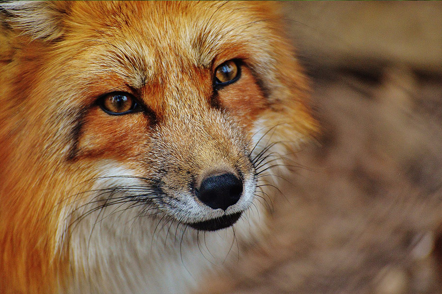 Red fox face