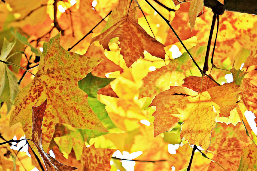 Mostly yellow chestnut leaves