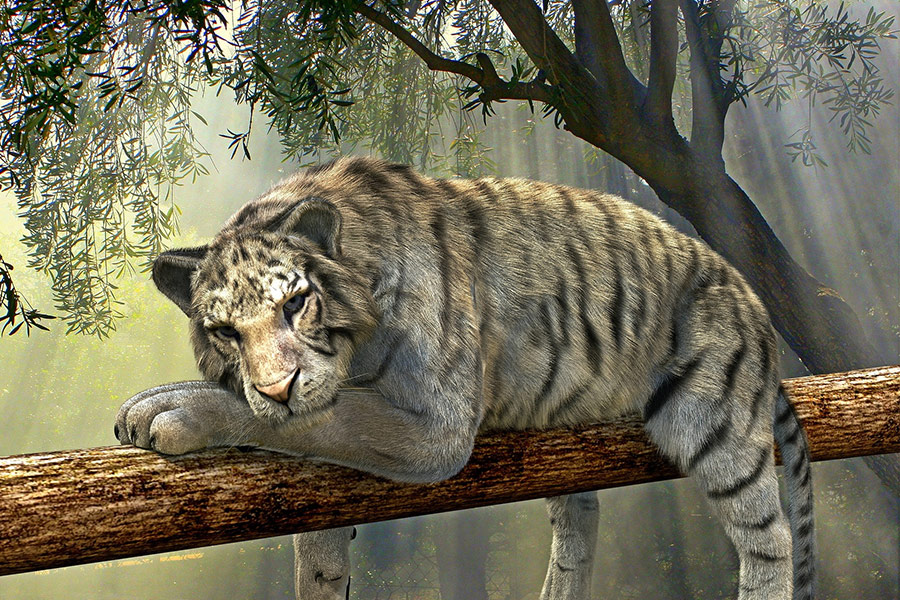 Big cat tiger tree branch