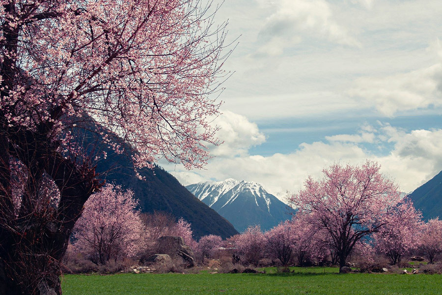 Linzhi Tibet peach blossom
