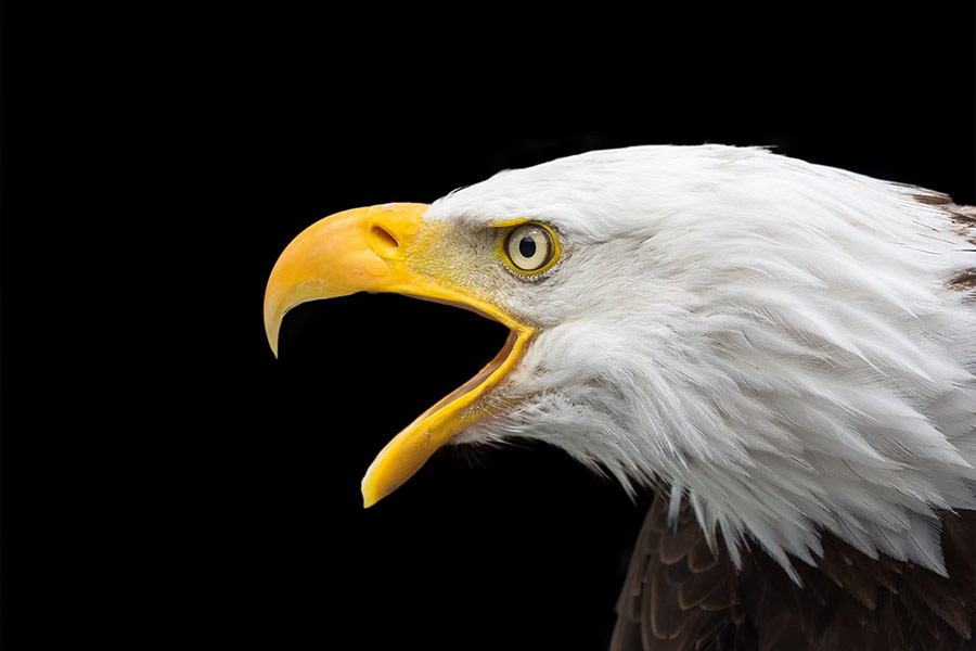 Bald eagle