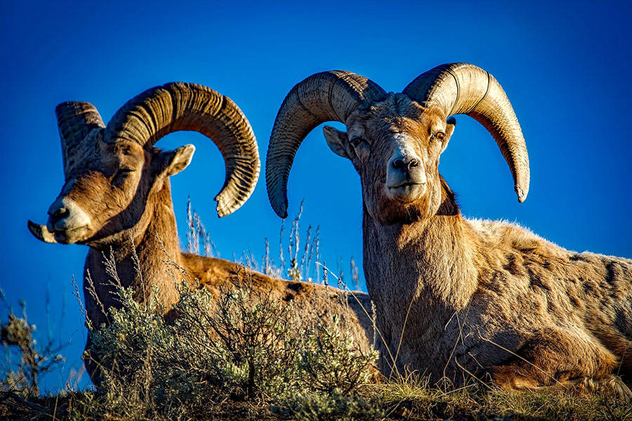 Bighorn sheeps