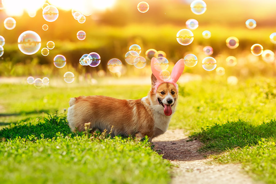 Corgi dog with bunny ears