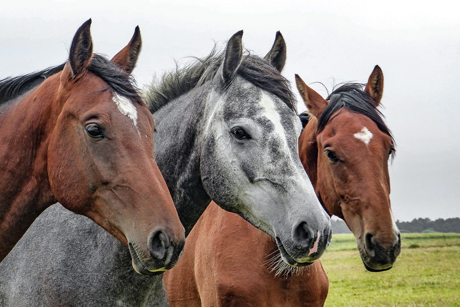 Three horses stallions head