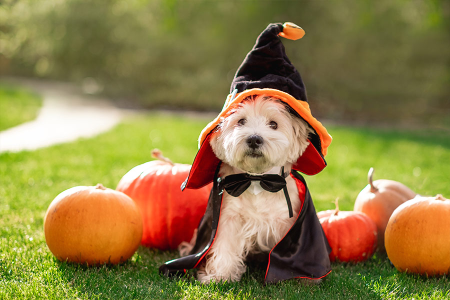 White terrier dog with halloween props