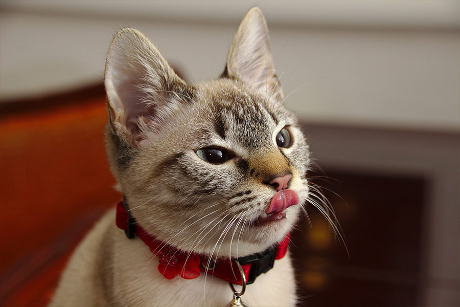 Fluffy tamed pet cat