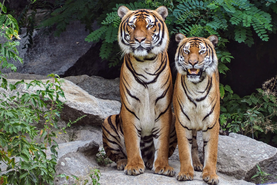 Two tigers on a rock