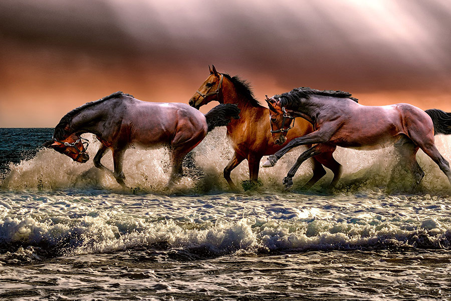 Horses galopping sea