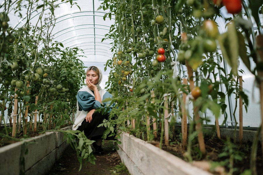 Woman looking tomato plants