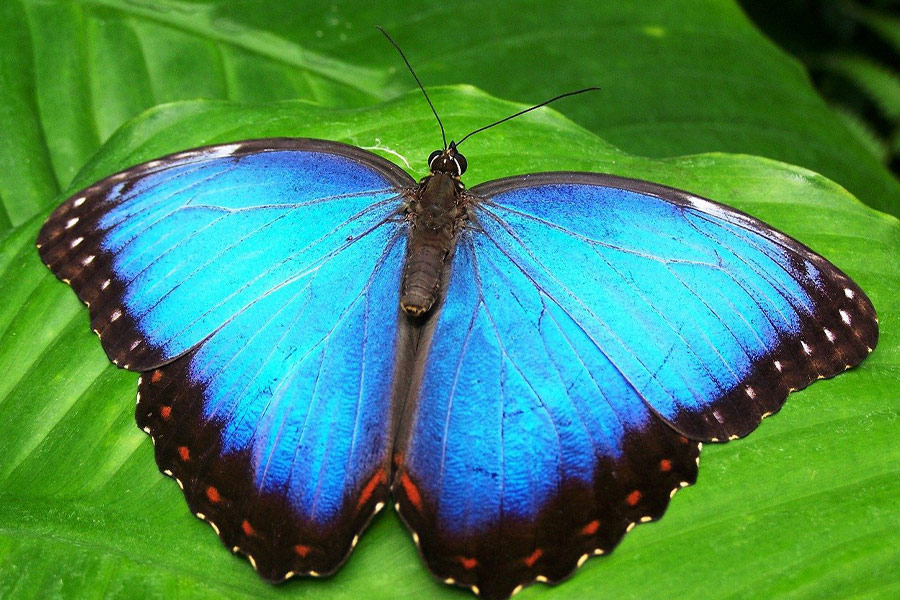 Peleides blue morpho