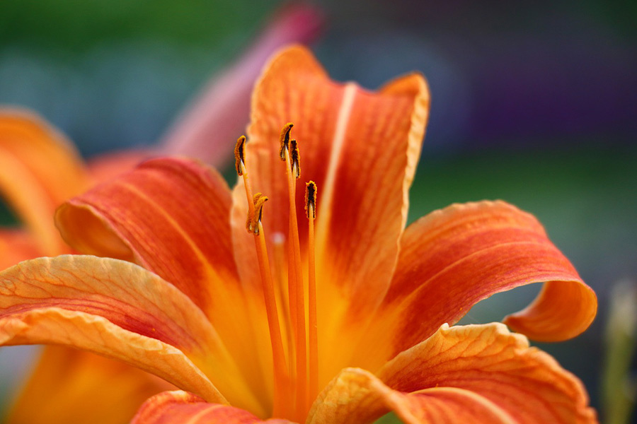 orange lily