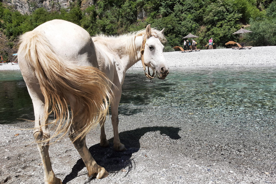 white horse along the water