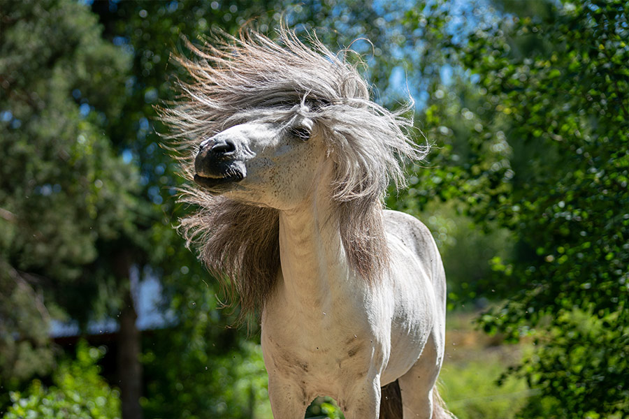 Close view white Icelandic horse stallion