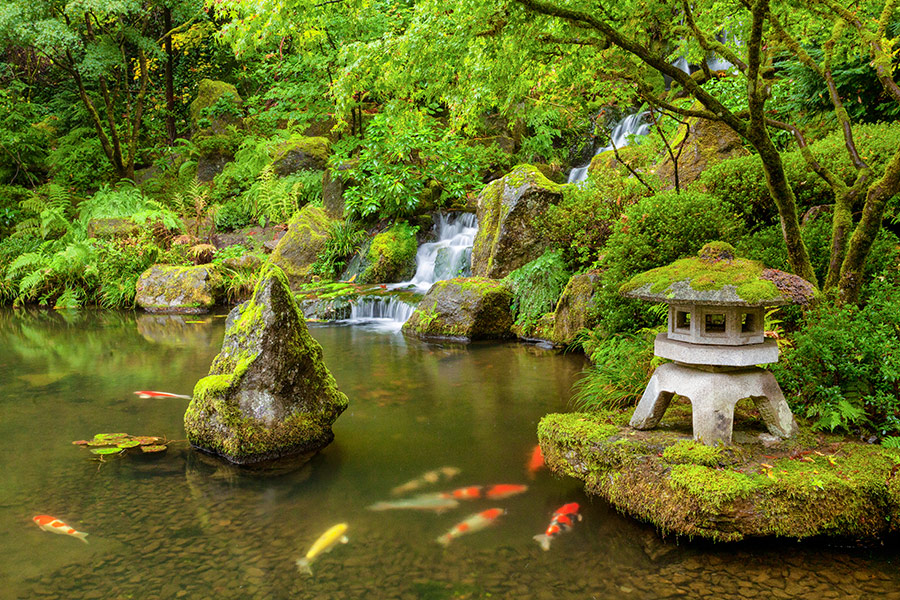 Portland Japanese garden pond with koi fish