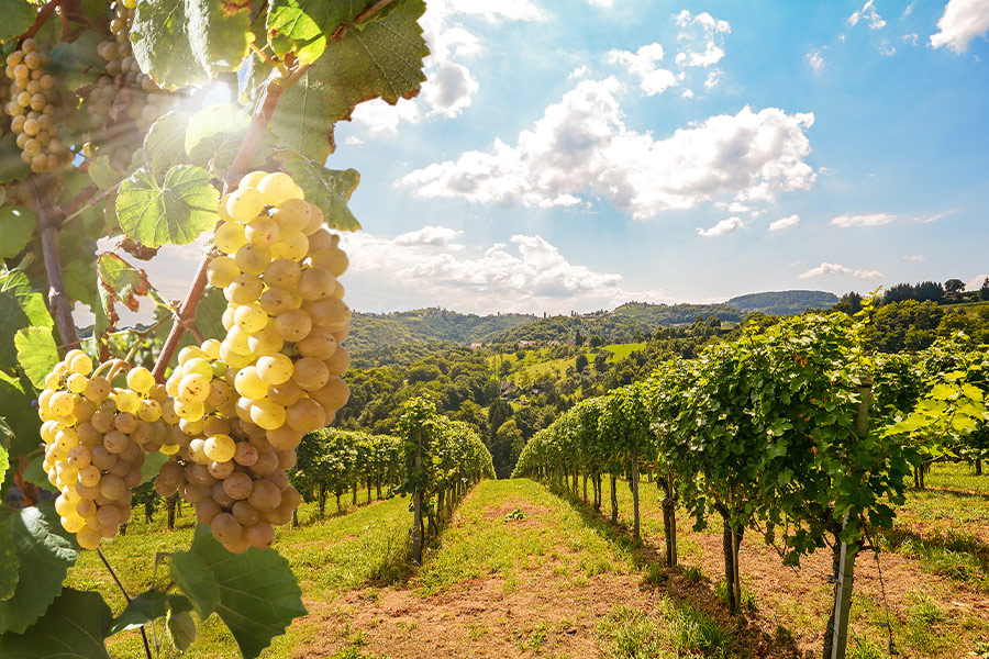 Vineyard with white wine grapes