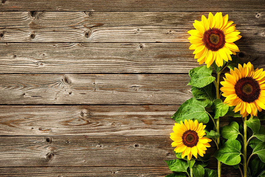 Three sunflower wooden wall