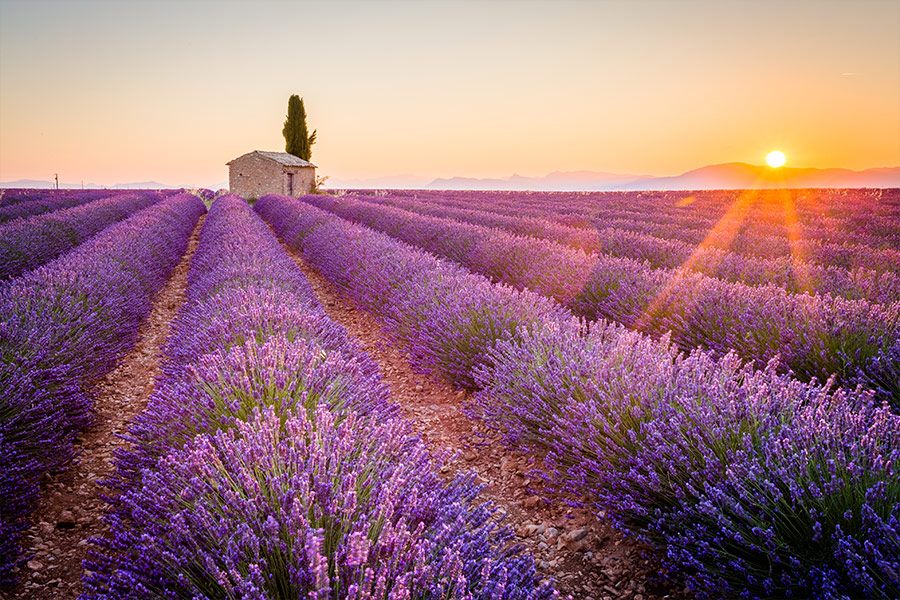Lavender landscape