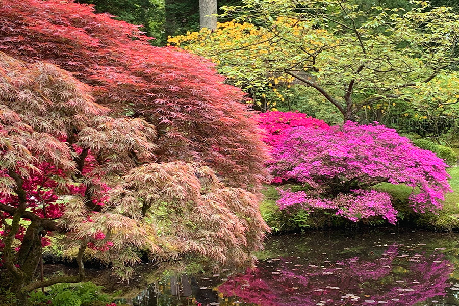 Dark pond with japanese maple reflection