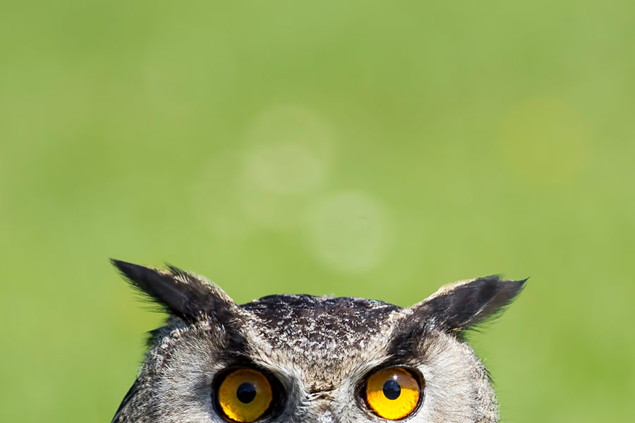 Owl’s eyes